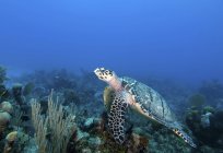 Falkenschildkröte schwimmt am Riff entlang — Stockfoto