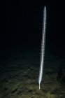 Морской кнут в Гудском канале — стоковое фото