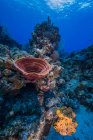 Reefscape на Великий Кайман — стокове фото