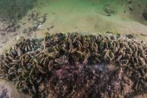 Zebra and quagga mussels — Stock Photo