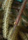 Juvenile Trumpetfish on soft coral — Stock Photo