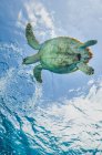 Hawksbill tartaruga marina vicino alla superficie — Foto stock