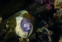 Enguia moray de olhos brancos no recife — Fotografia de Stock