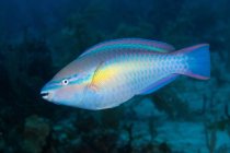 Caribbean Princess Parrotfish — Stock Photo