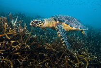 Tartaruga marinha Hawksbille nadando sobre corais — Fotografia de Stock