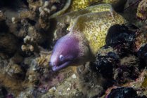 Murena dagli occhi bianchi sulla barriera corallina — Foto stock
