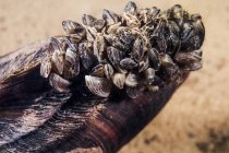 Zebra mussels sealed native mussel — Stock Photo
