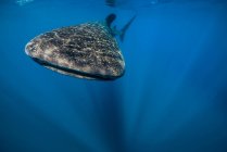 Walhai im blauen Wasser — Stockfoto