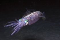 Calamar de arrecife nadando en agua oscura - foto de stock