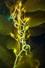 Algas gigantes debaixo de água — Fotografia de Stock