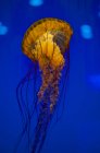 Тихоокеанская морская медуза — стоковое фото