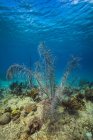 Coral reef in Saint Croix — Stock Photo