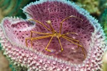 Yellowline arrow crab in vase sponge — Stock Photo