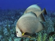 Серые рыбы-ангелы, плавающие над Карибским рифом — стоковое фото