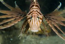 Red lionfish close-up tiro — Fotografia de Stock