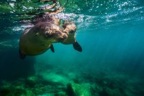 Leões marinhos da Califórnia em Isla Mujeres — Fotografia de Stock