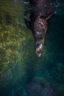 Каліфорнійський морський лев в Isla Mujeres — стокове фото