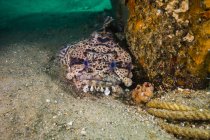 Sapo leopardo escondido en los fondos marinos arenosos - foto de stock