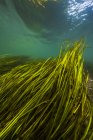 Wild rice aquatic grass in clear water — Stock Photo