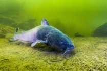 Pesce gatto blu nuotare lungo il fondo — Foto stock