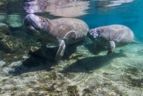 Manatee with calf in Crystal River — Stock Photo