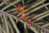 Cavalluccio marino rosso su corallo — Foto stock