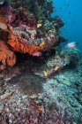 Barriera corallina variopinta in Raja Ampat — Foto stock