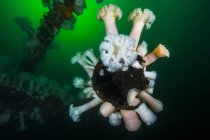 Plumose anemones on wreck structure — Stock Photo