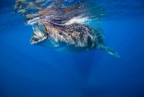 Tubarão-baleia em Isla Mujeres — Fotografia de Stock