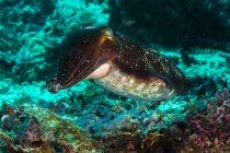 Cuttlefish on colorful reef in Raja Ampat — Stock Photo