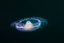 Medusas de luna saliendo de las profundidades - foto de stock