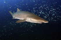 Песчаная тигровая акула в стае рыб — стоковое фото