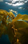 Algas gigantes bajo la superficie del agua - foto de stock