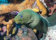 Anguilla murena verde — Foto stock