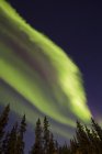Aurora borealis поверх деревьев — стоковое фото