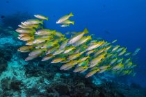 Flock of golden-lined snappers — Stock Photo