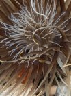 Primo piano dell'anemone marino — Foto stock