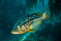 Kelp бас плавання в темній воді — стокове фото
