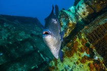 Triggerfish swimming amongst shipwreck — Stock Photo