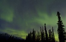 Aurora boreale sugli alberi — Foto stock