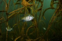 Tipo de pez blanco en aguas poco profundas - foto de stock