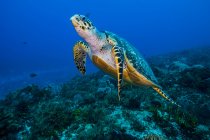 Tartaruga marinha subindo do fundo do mar — Fotografia de Stock