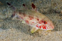 Sommersprossen Ziegenfisch in der Nähe von sandigem Meeresboden — Stockfoto
