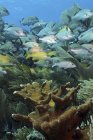 Elkhorn coral con gruñidos escolares - foto de stock