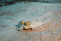 Peacock flounder in Cane Bay — Stock Photo