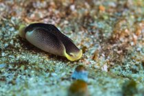 Chelidonura ena Bergh sea slug — стоковое фото