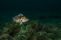 Kupfer-Steinfisch im Prinz-William-Sound — Stockfoto