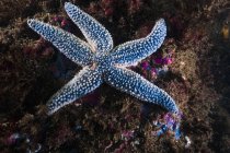 Forbes common sea star — Stock Photo