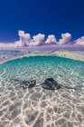 Southern stingrays on sandbar in Grand Cayman — Stock Photo