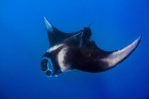 Raie manta océanique en eau bleue — Photo de stock